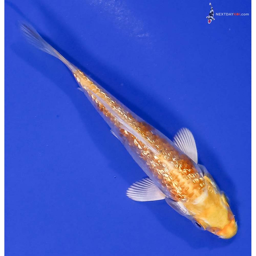4” Imported Gin Rin Lemon Hariwake