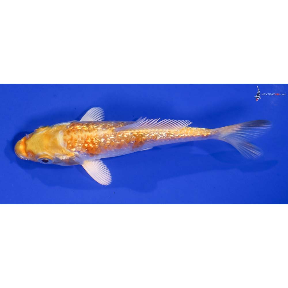 4” Imported Gin Rin Lemon Hariwake