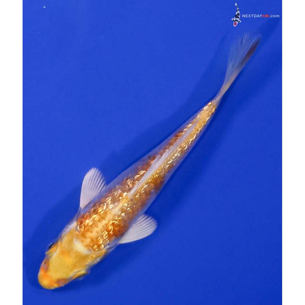 4” Imported Gin Rin Lemon Hariwake