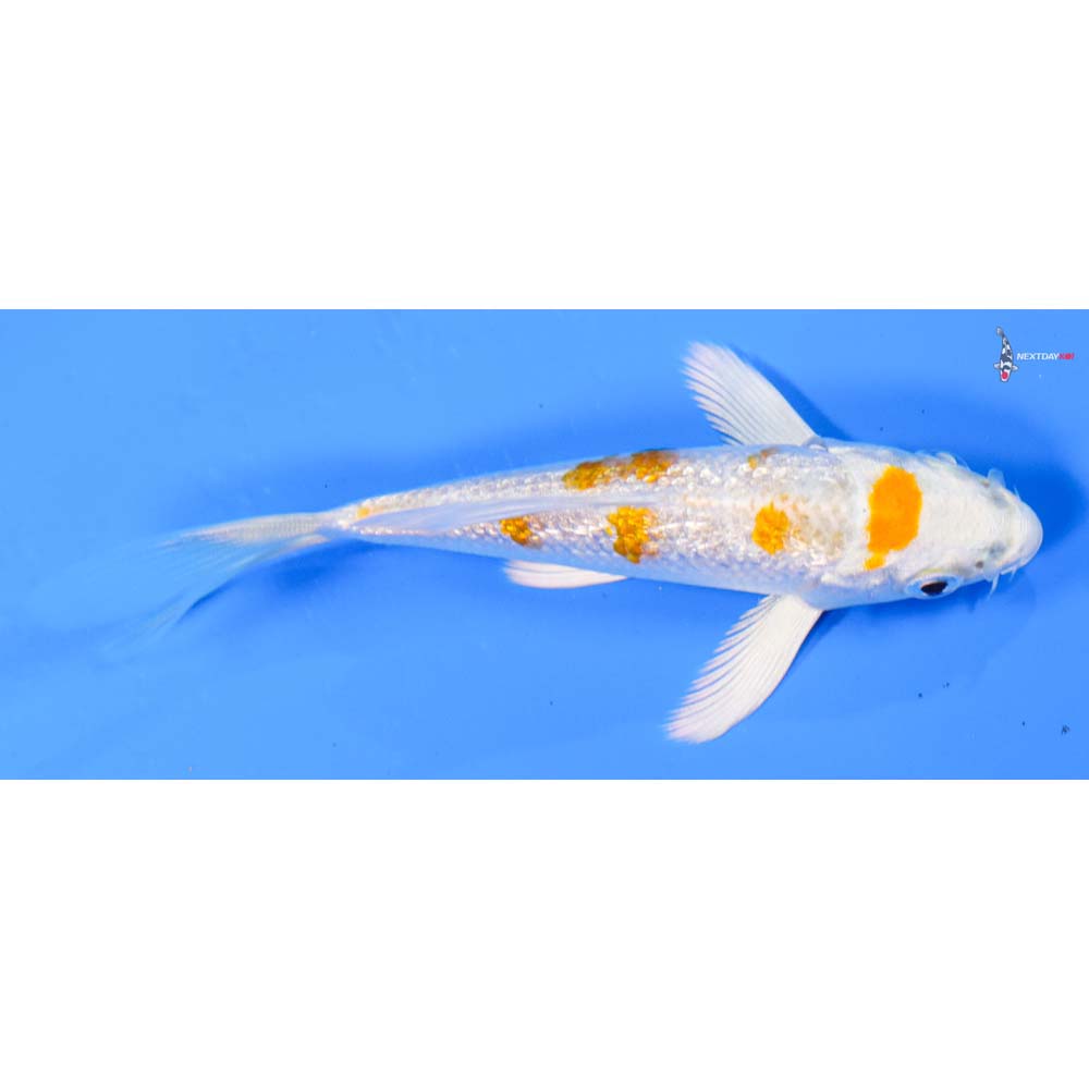 4” Imported Gin Rin Hariwake Butterfly Koi