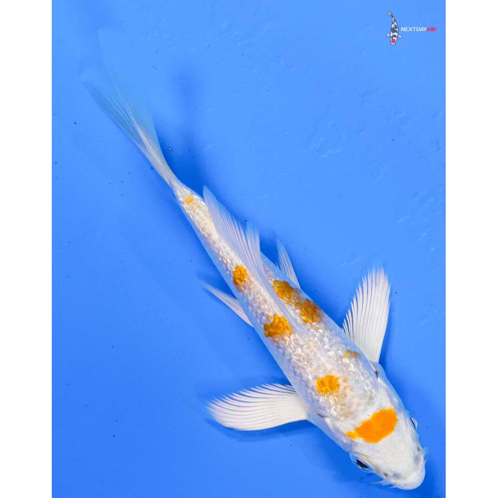 4” Imported Gin Rin Hariwake Butterfly Koi