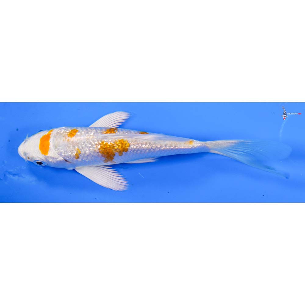 4” Imported Gin Rin Hariwake Butterfly Koi