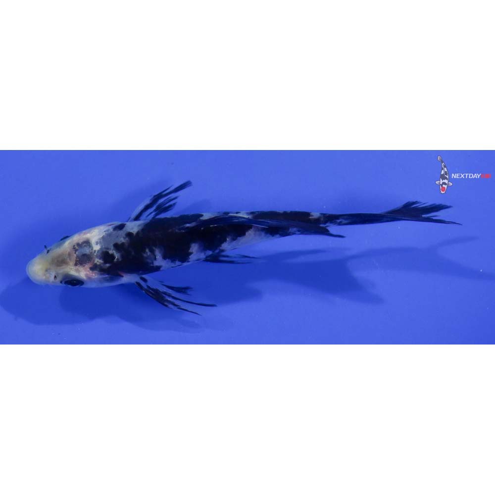 4” Imported Shiro Bekko Butterfly Koi