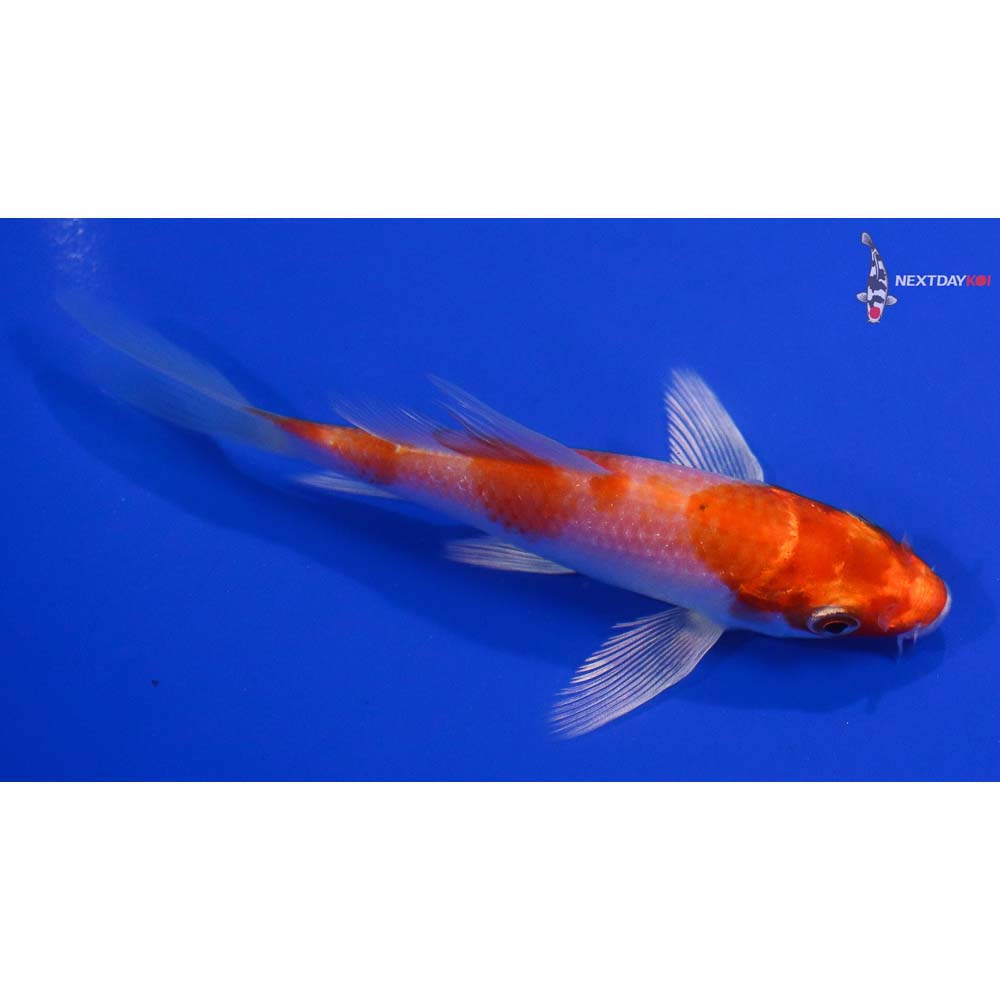 4.5” Imported Hariwake Butterfly Koi