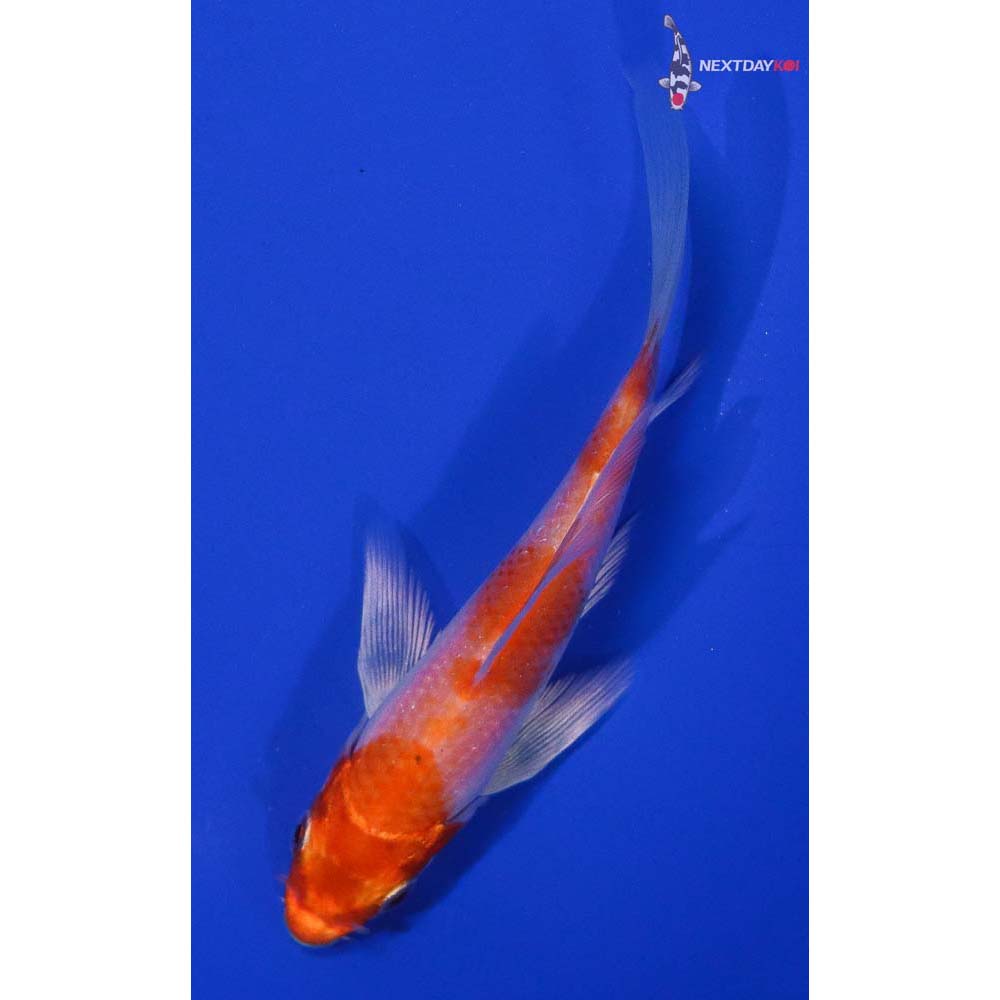 4.5” Imported Hariwake Butterfly Koi