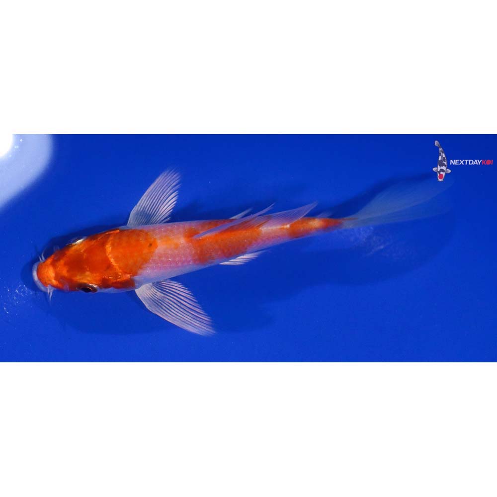 4.5” Imported Hariwake Butterfly Koi
