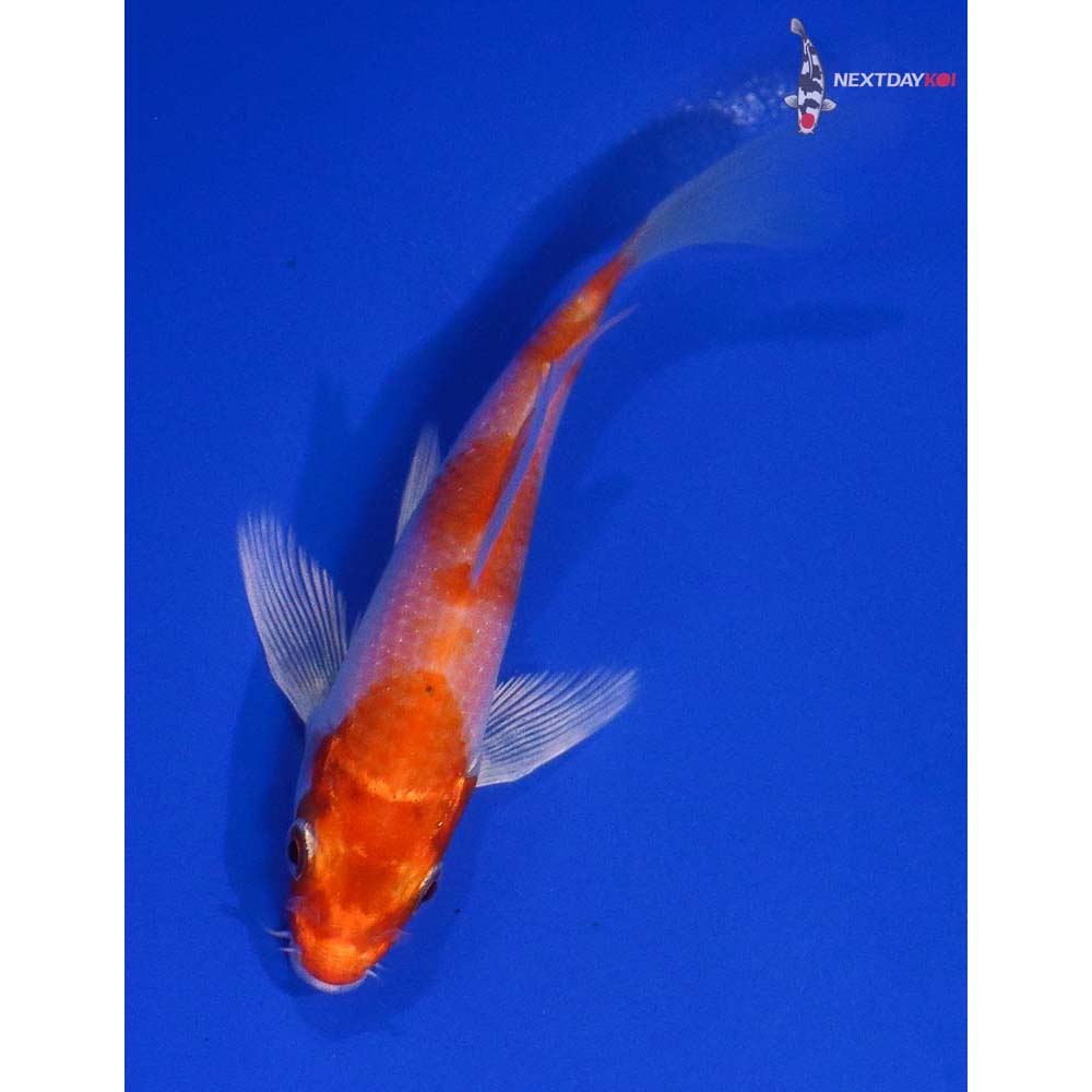 4.5” Imported Hariwake Butterfly Koi