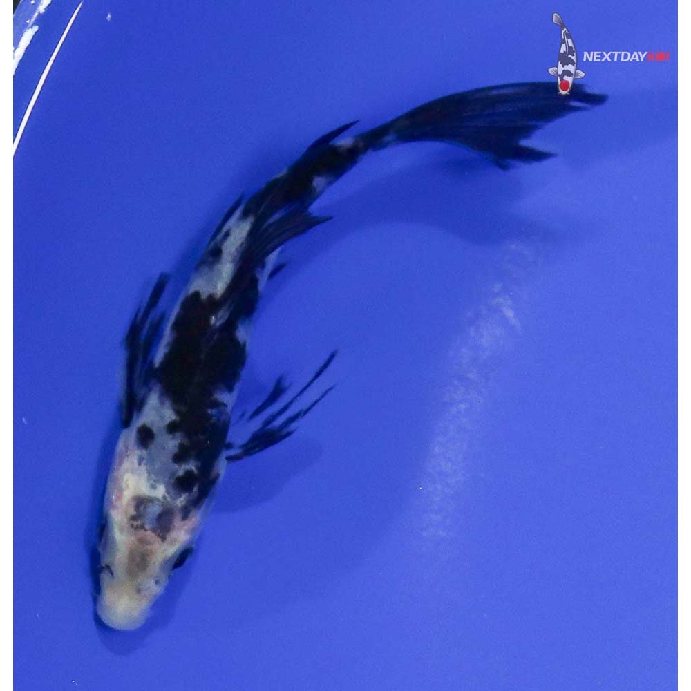 4” Imported Shiro Bekko Butterfly Koi