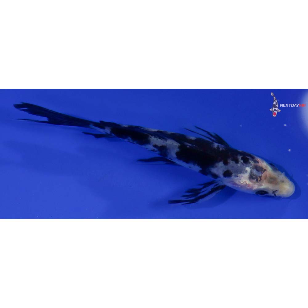 4” Imported Shiro Bekko Butterfly Koi