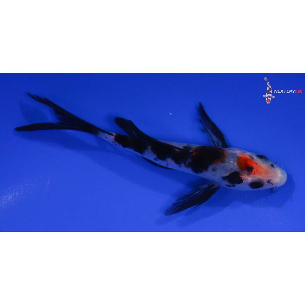 5” Imported Sanke Butterfly Koi