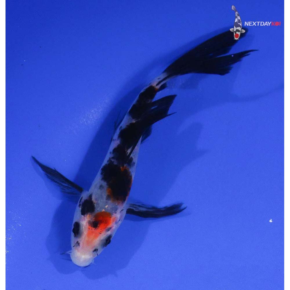 5” Imported Sanke Butterfly Koi