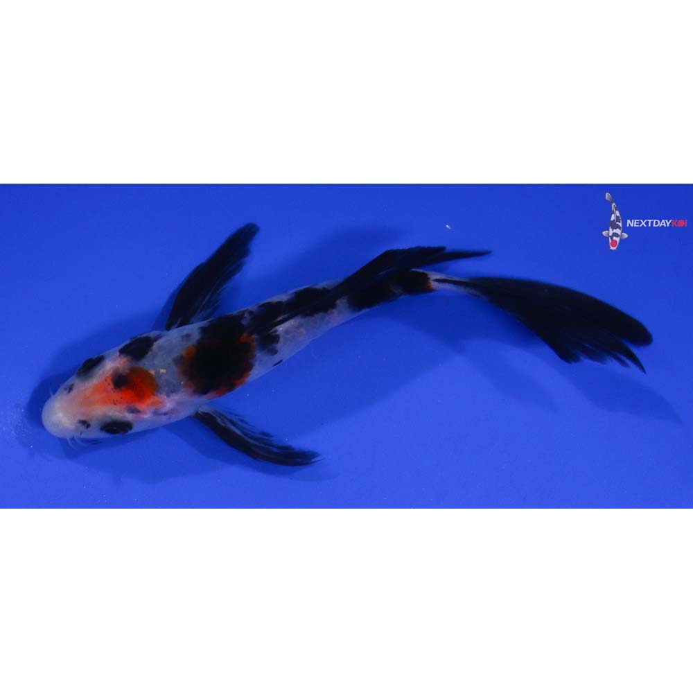 5” Imported Sanke Butterfly Koi