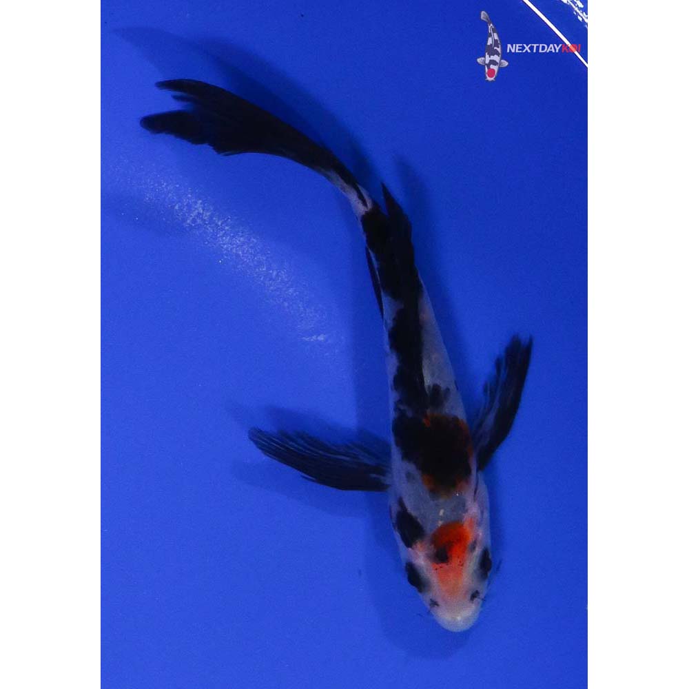 5” Imported Sanke Butterfly Koi