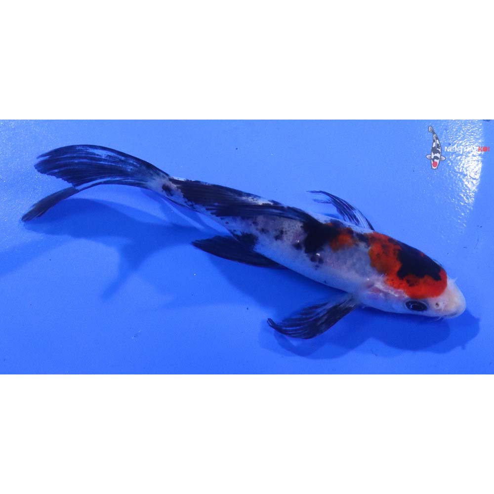 4.5” Imported Sanke Butterfly Koi