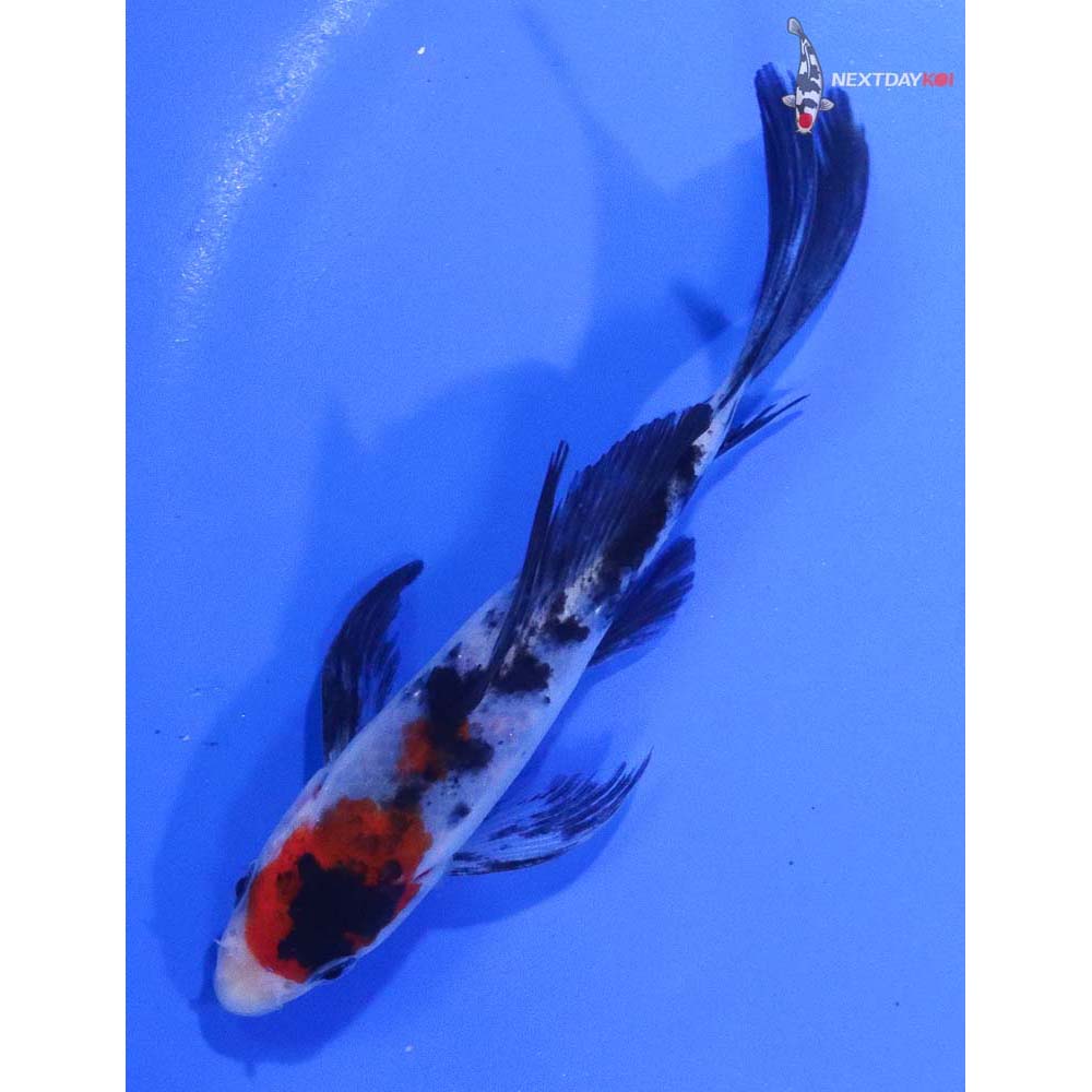 4.5” Imported Sanke Butterfly Koi