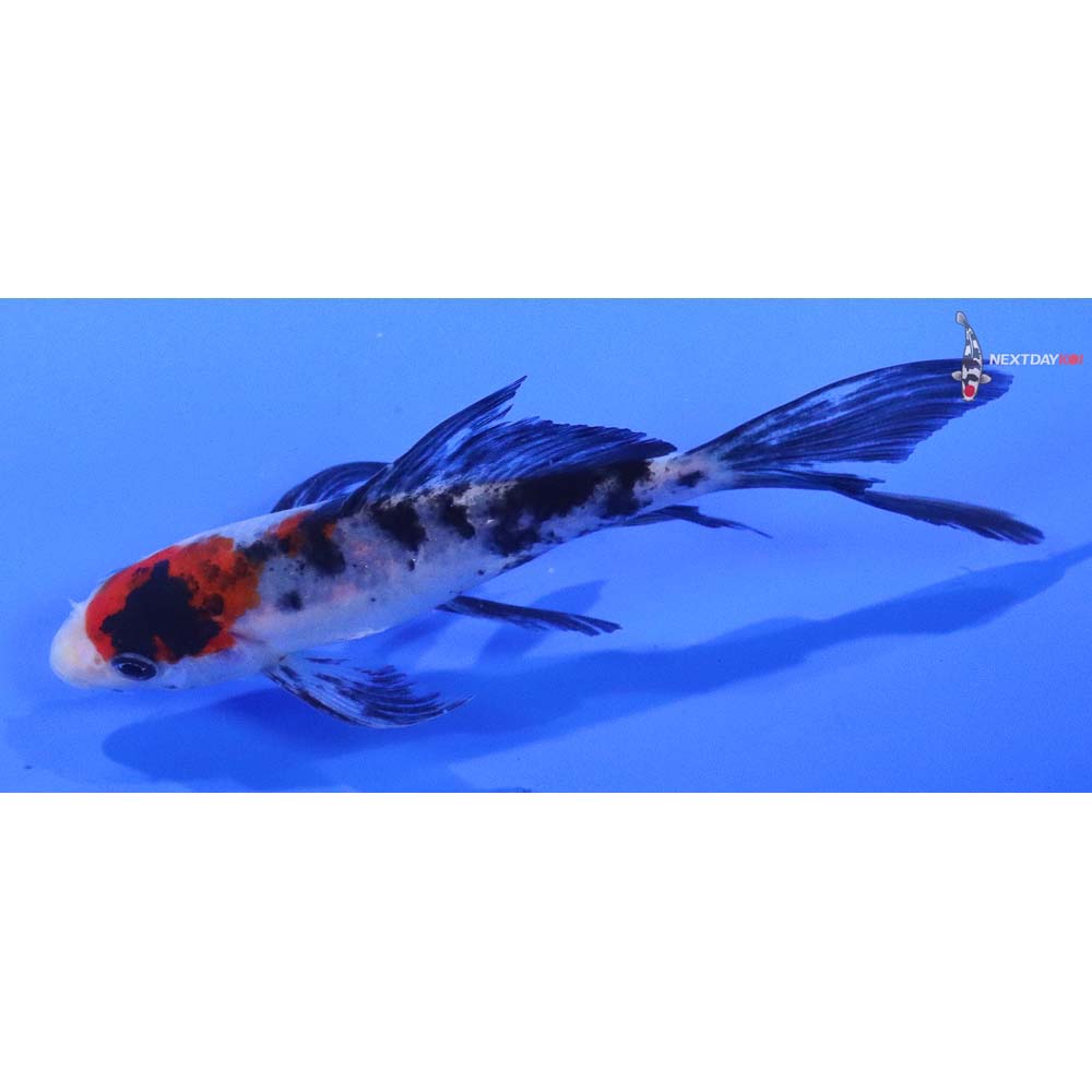 4.5” Imported Sanke Butterfly Koi