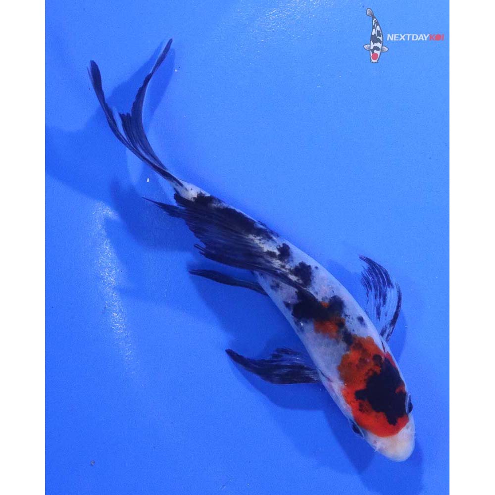 4.5” Imported Sanke Butterfly Koi