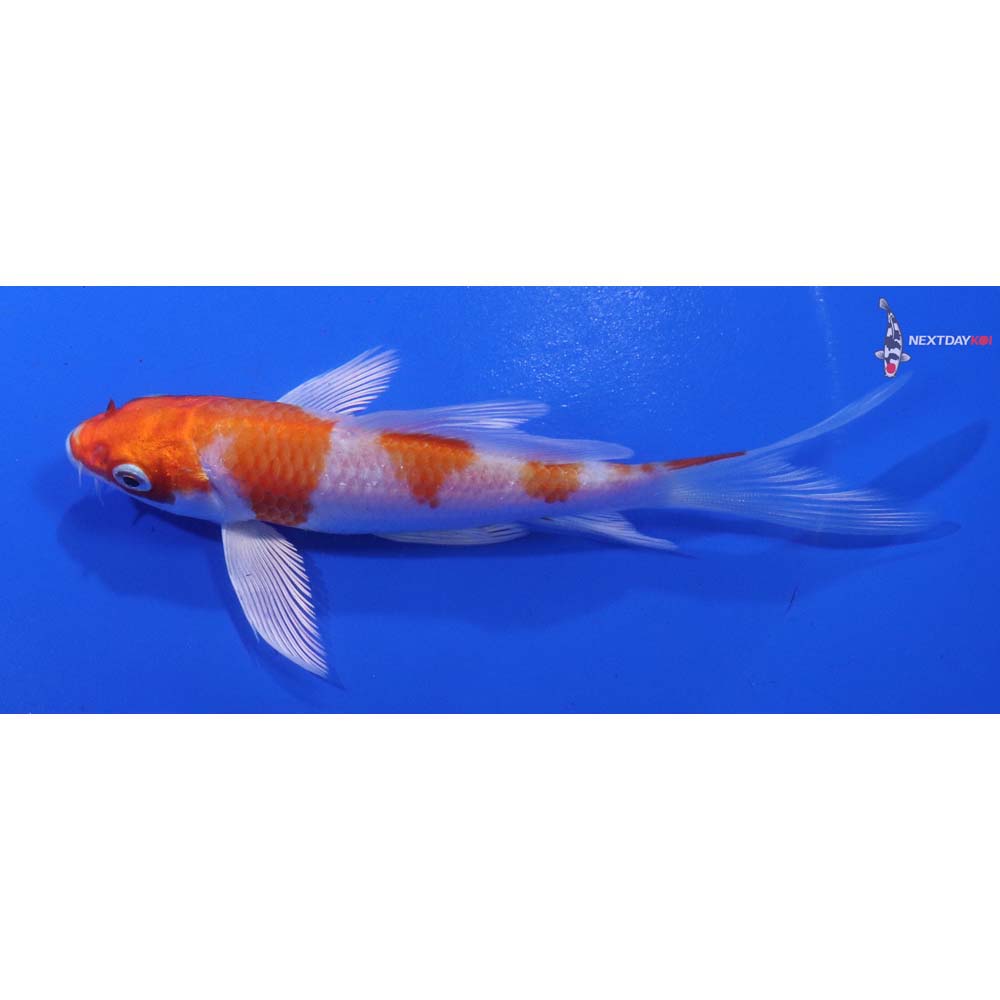 4.5” Imported Hariwake Butterfly Koi