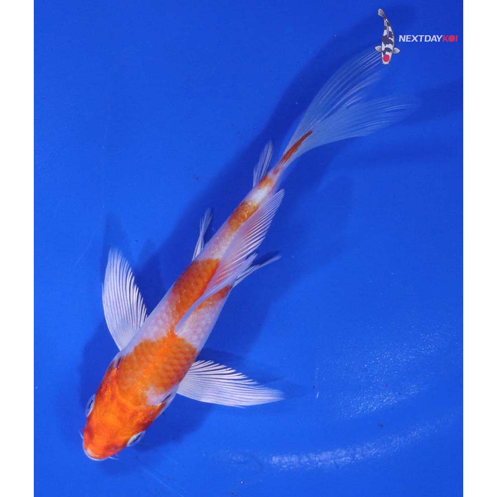 4.5” Imported Hariwake Butterfly Koi