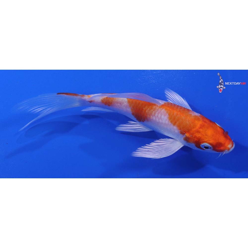 4.5” Imported Hariwake Butterfly Koi