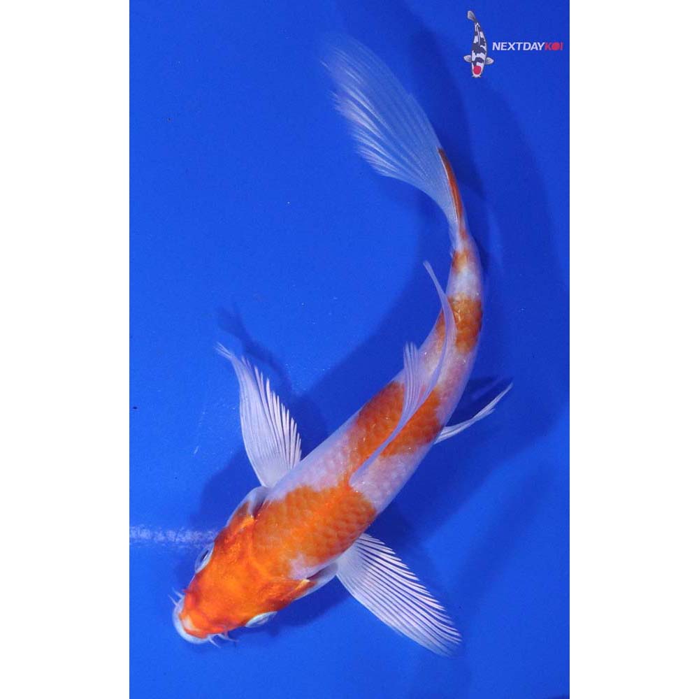4.5” Imported Hariwake Butterfly Koi