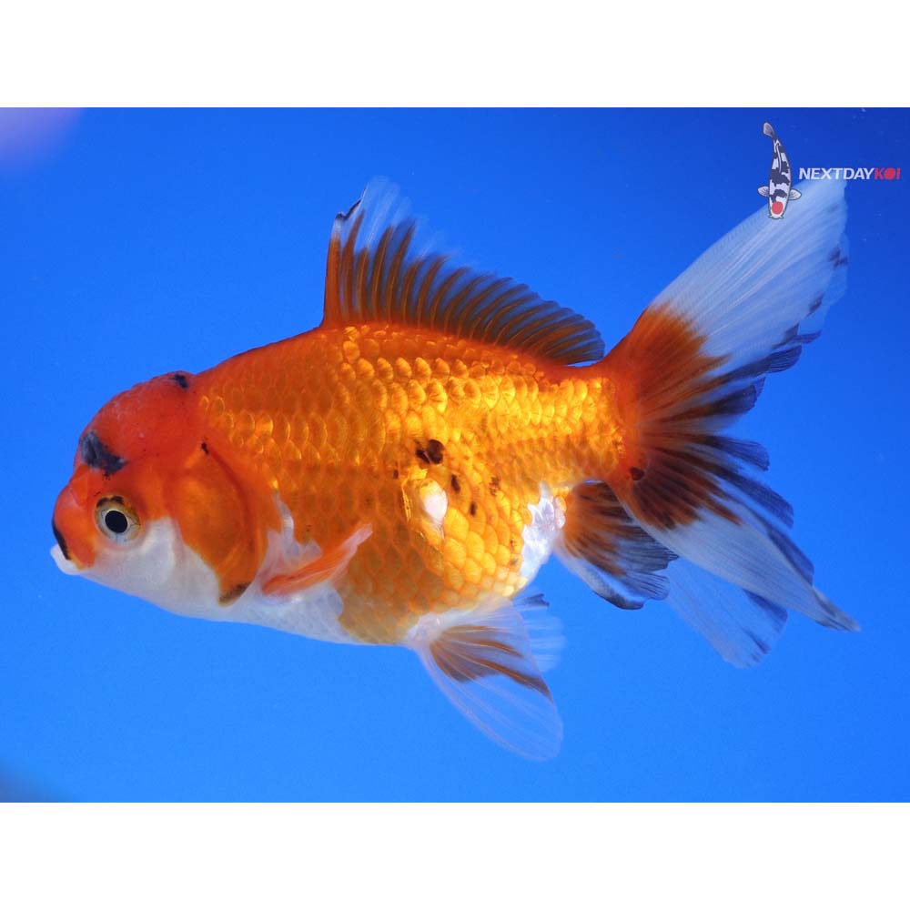 4” Imported Calico Oranda
