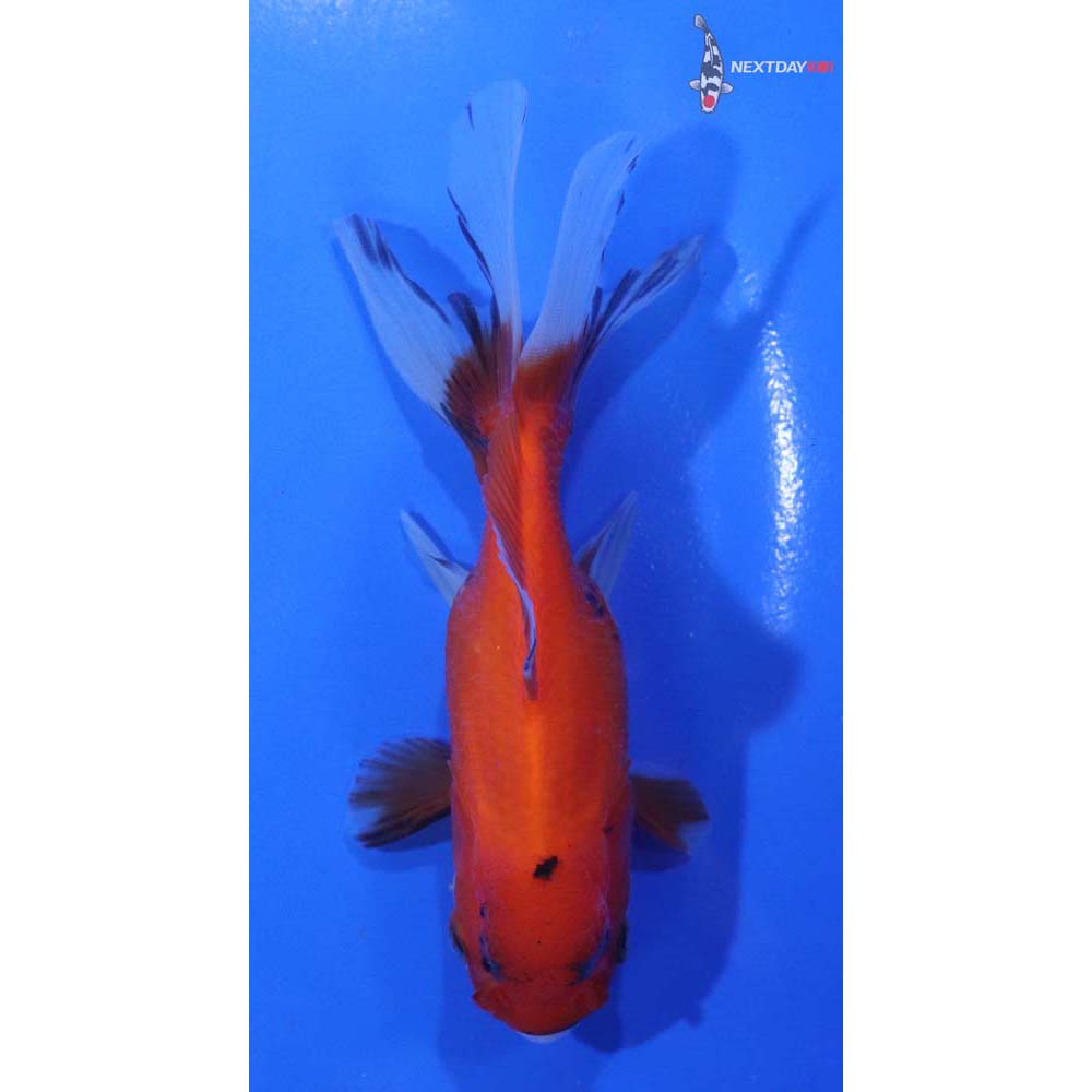 4” Imported Calico Oranda