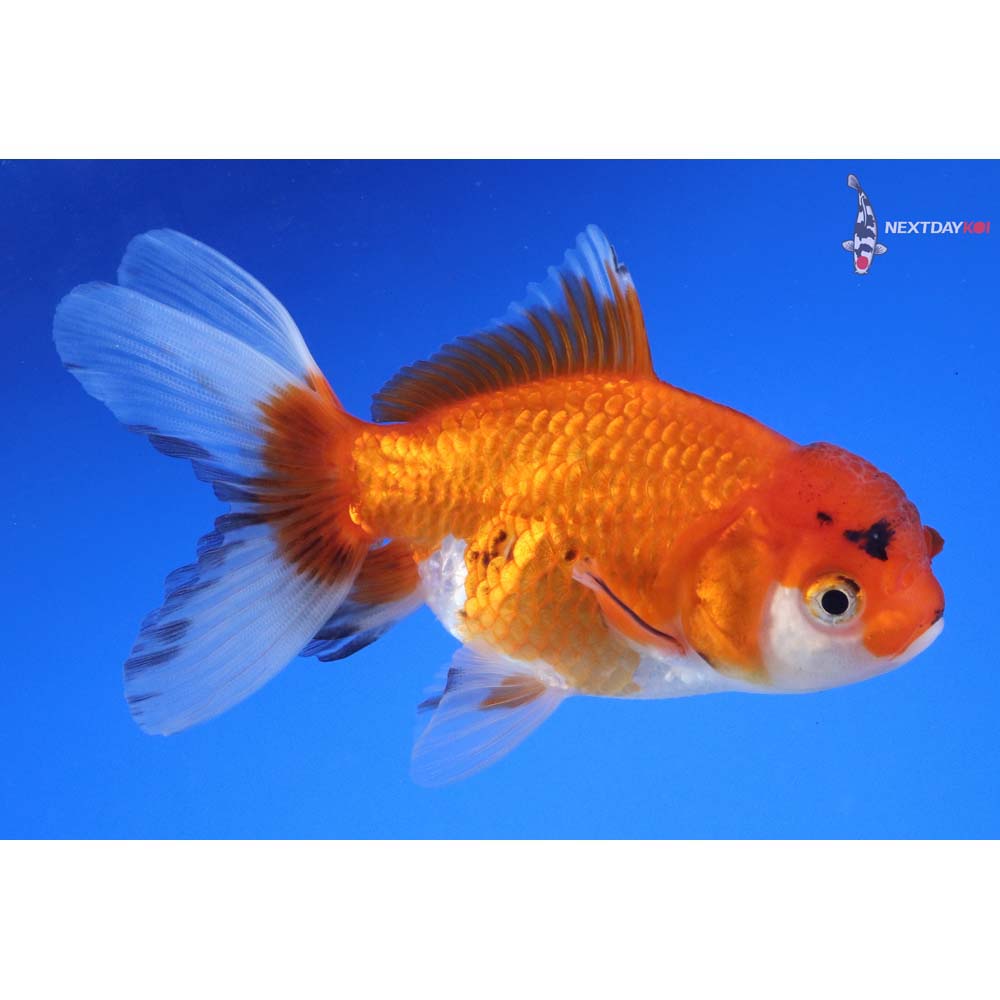 4” Imported Calico Oranda