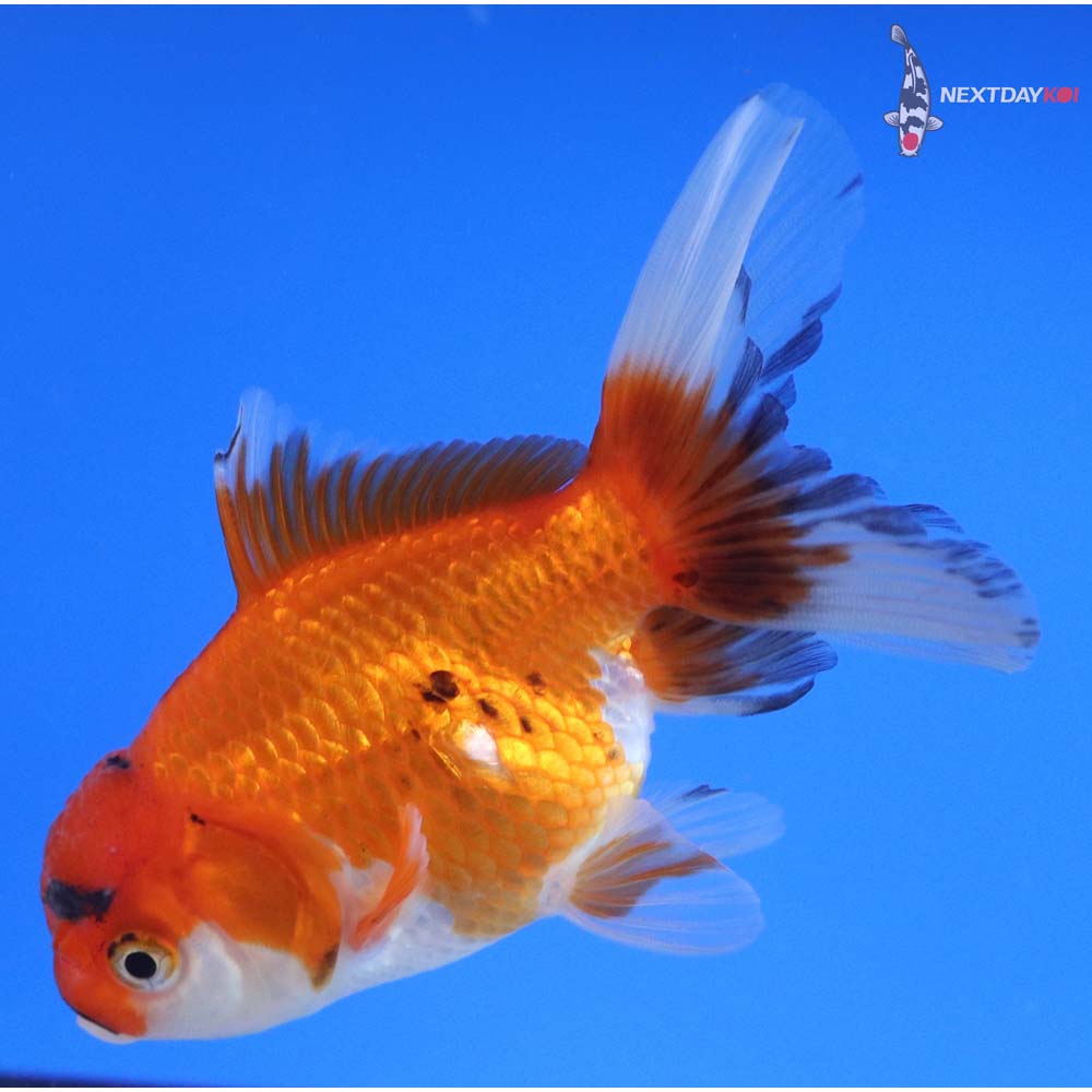 4” Imported Calico Oranda