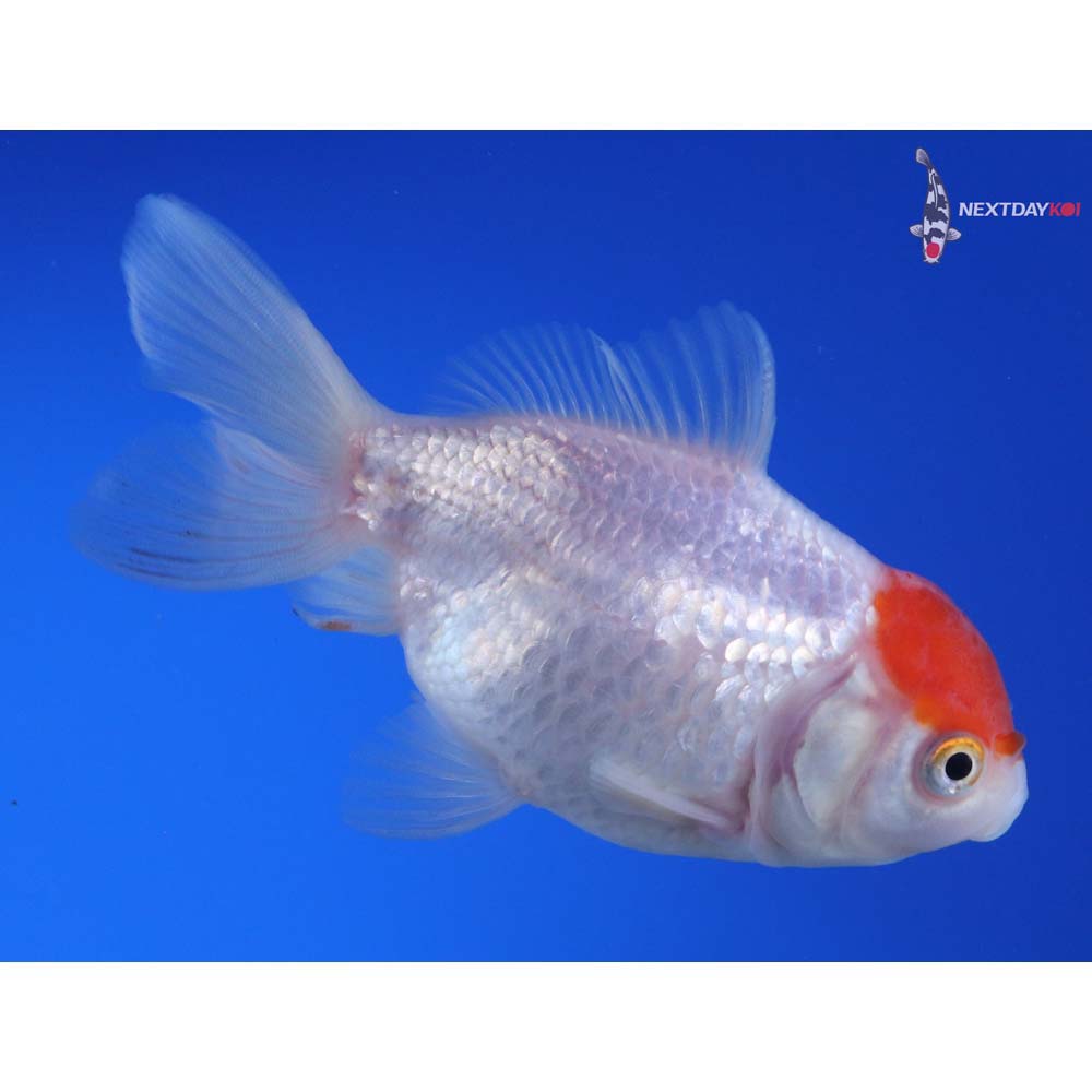 4” Imported Red and White Oranda