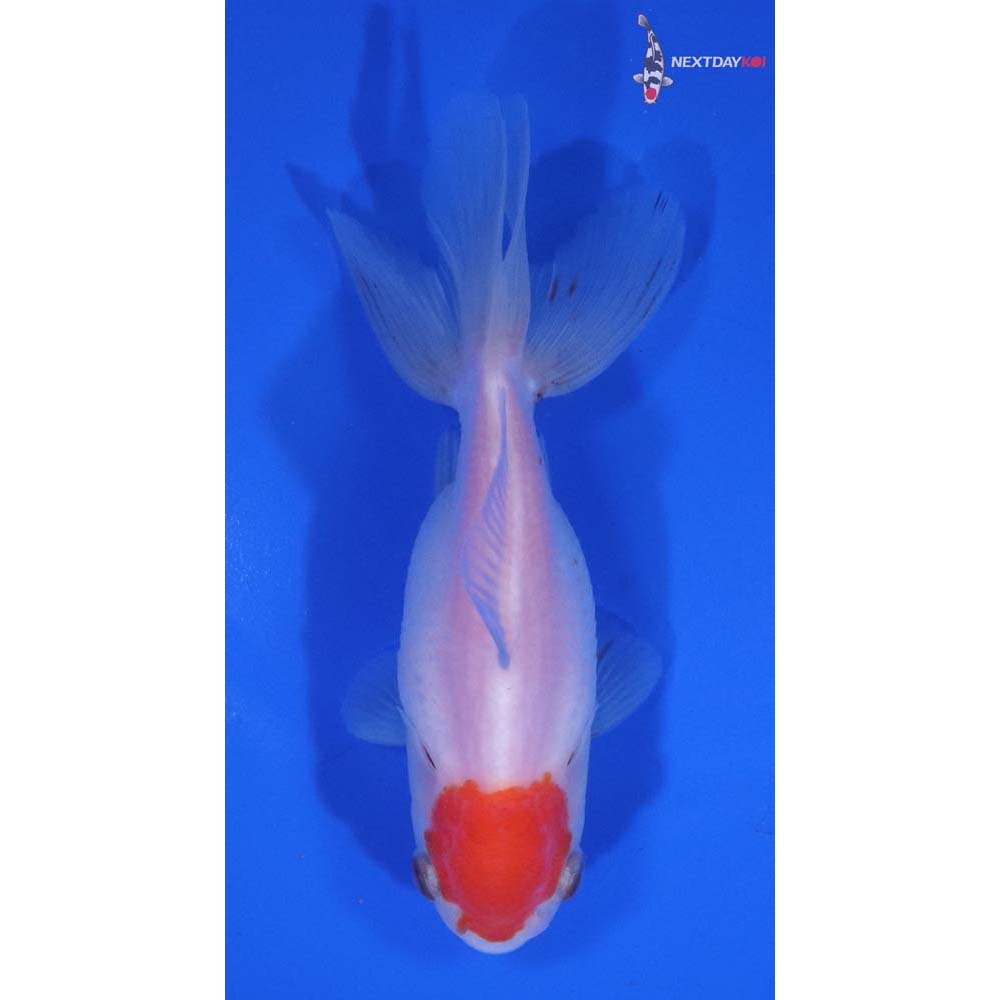4” Imported Red and White Oranda