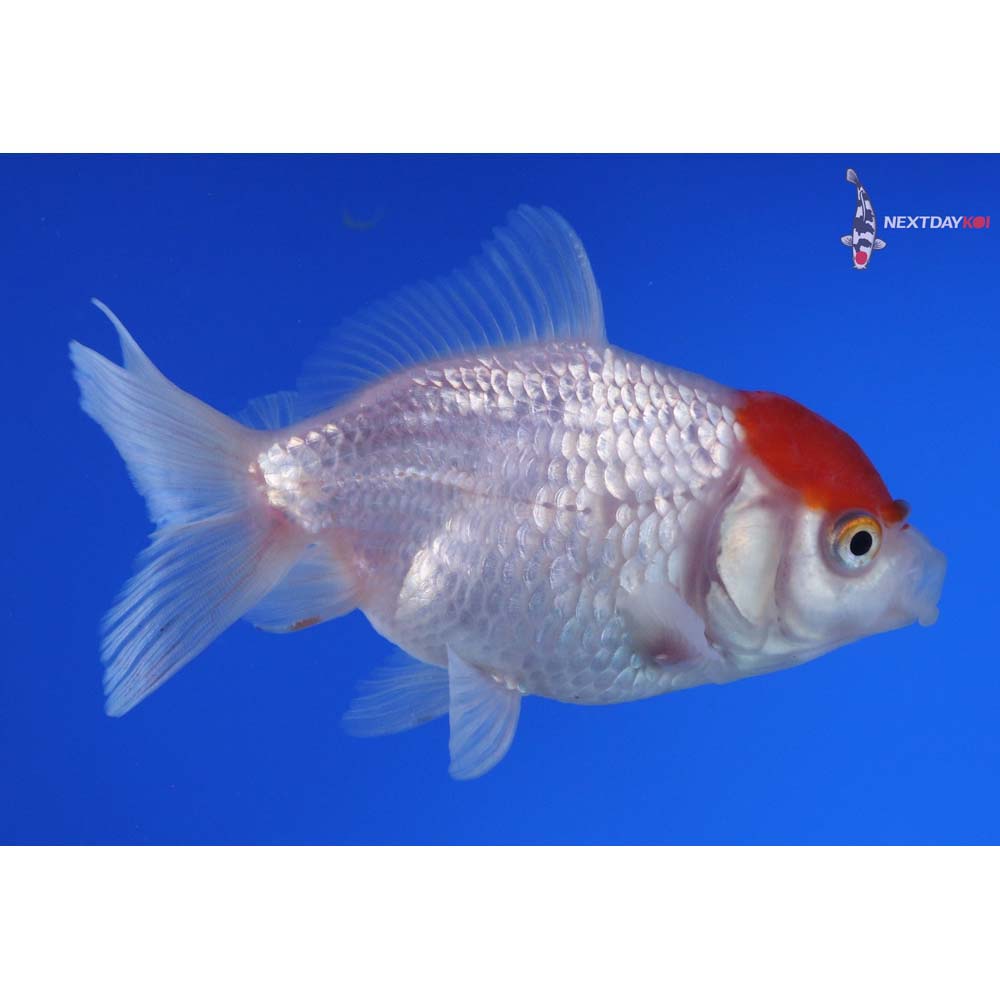 4” Imported Red and White Oranda