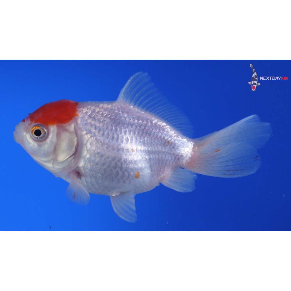 4” Imported Red and White Oranda