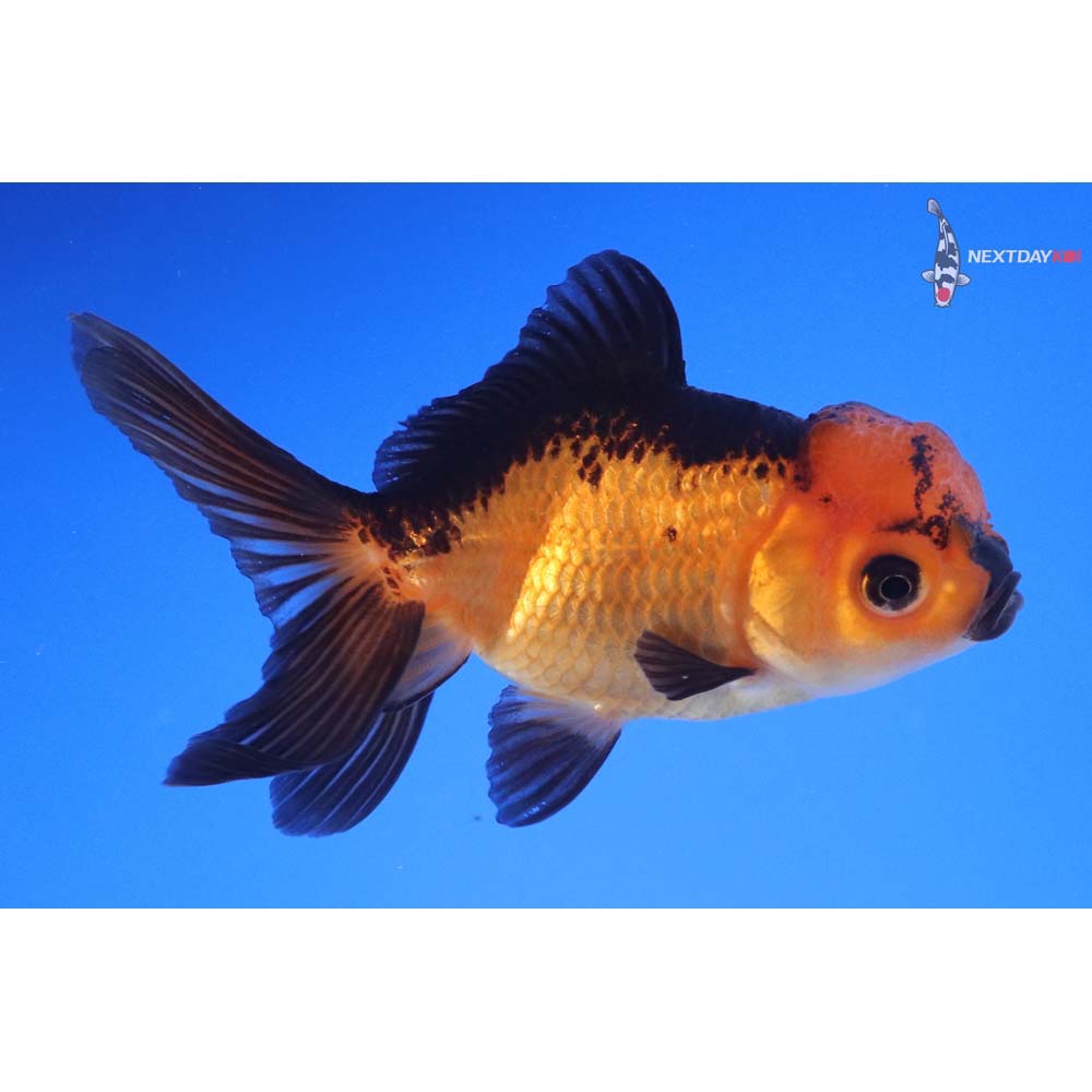 4” Imported Red and Black Oranda