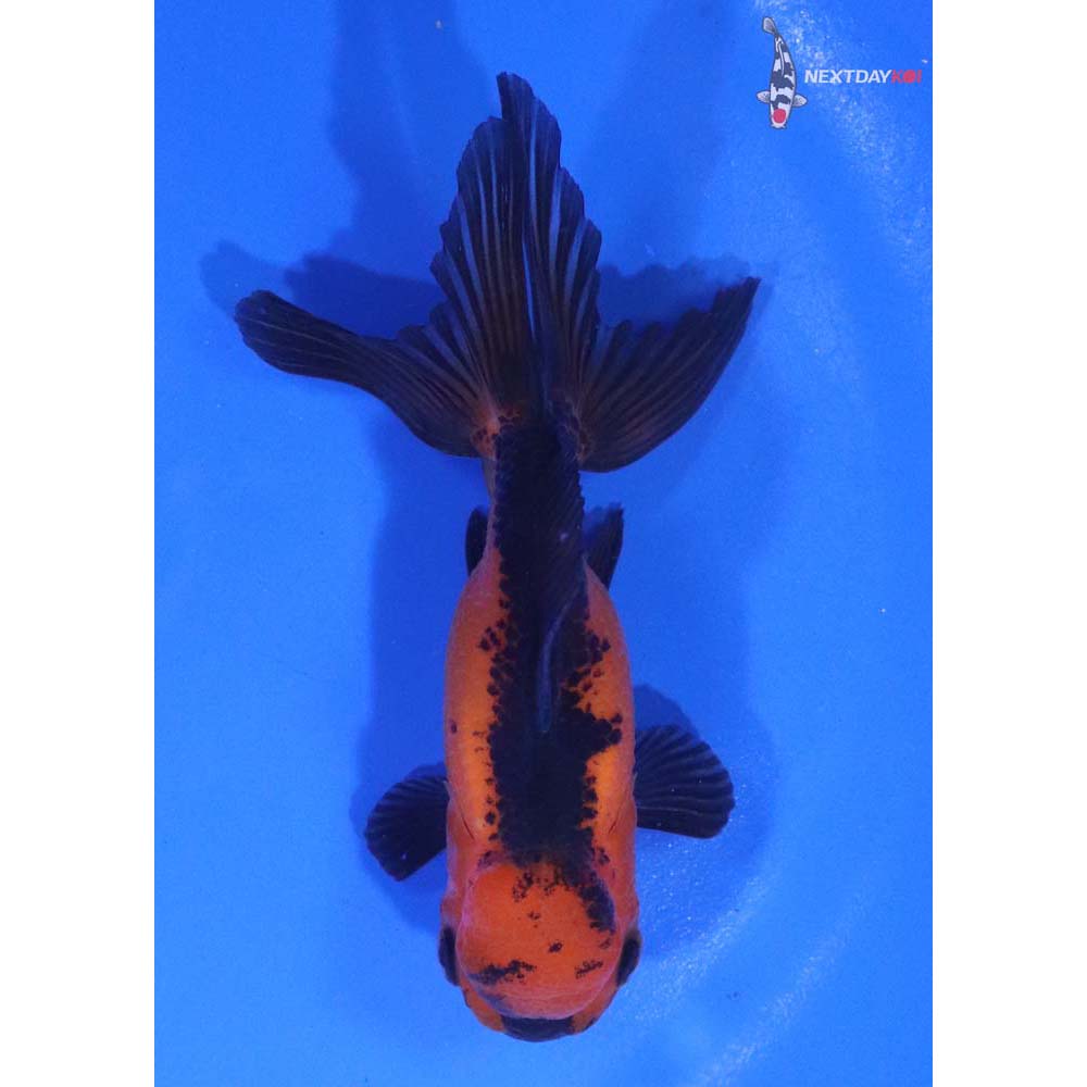 4” Imported Red and Black Oranda