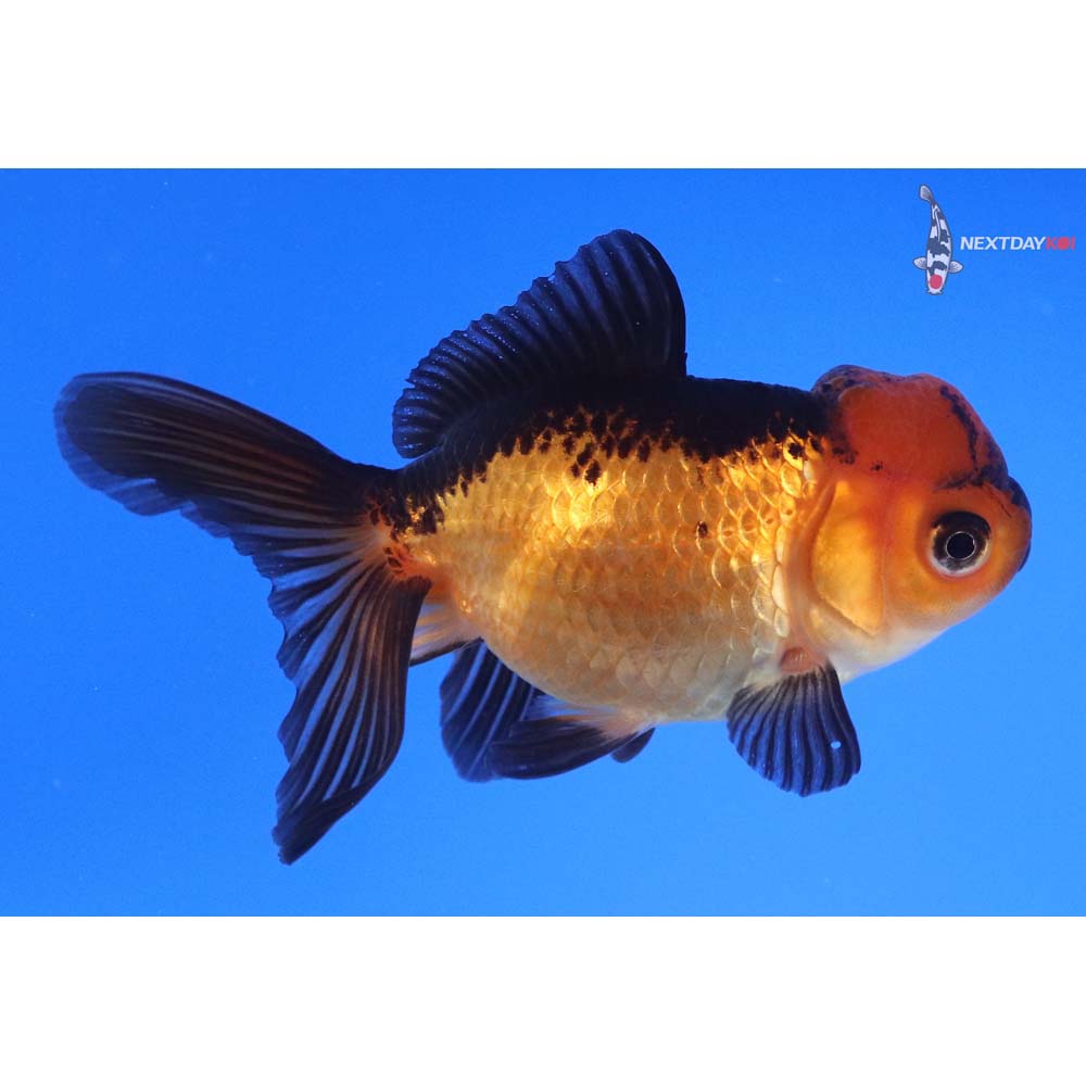 4” Imported Red and Black Oranda