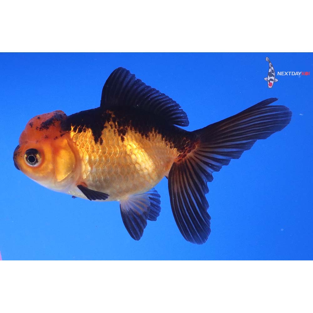 4” Imported Red and Black Oranda