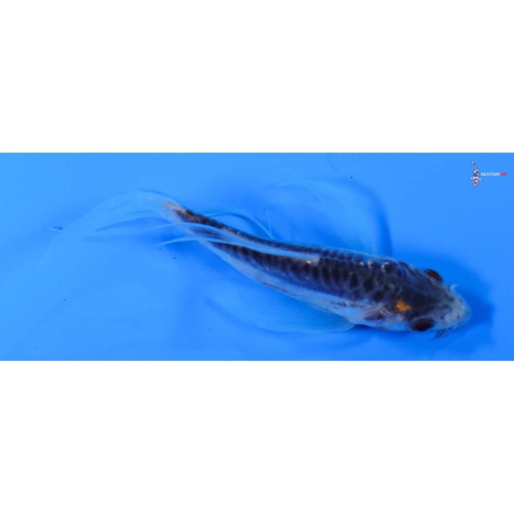 3.5” Imported Shusui Butterfly Koi