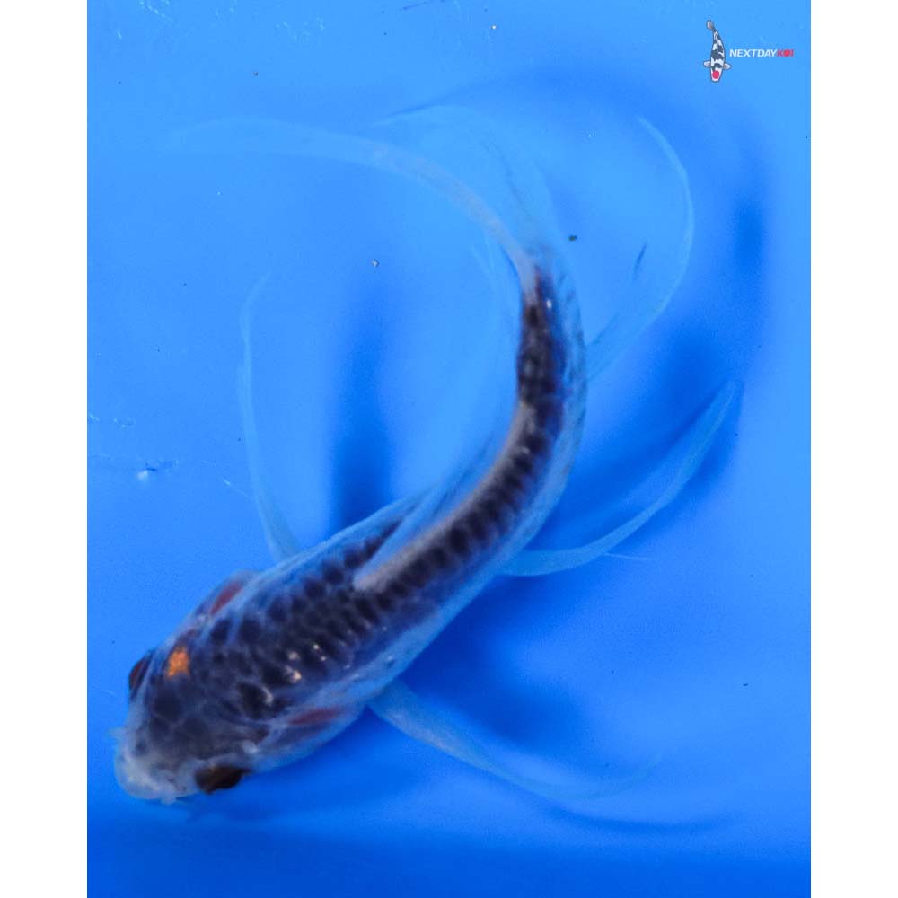 3.5” Imported Shusui Butterfly Koi