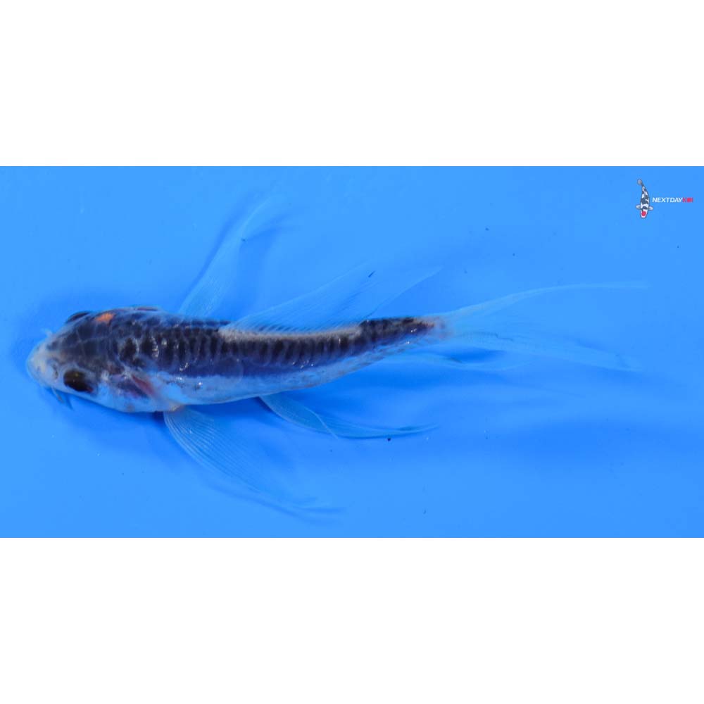 3.5” Imported Shusui Butterfly Koi
