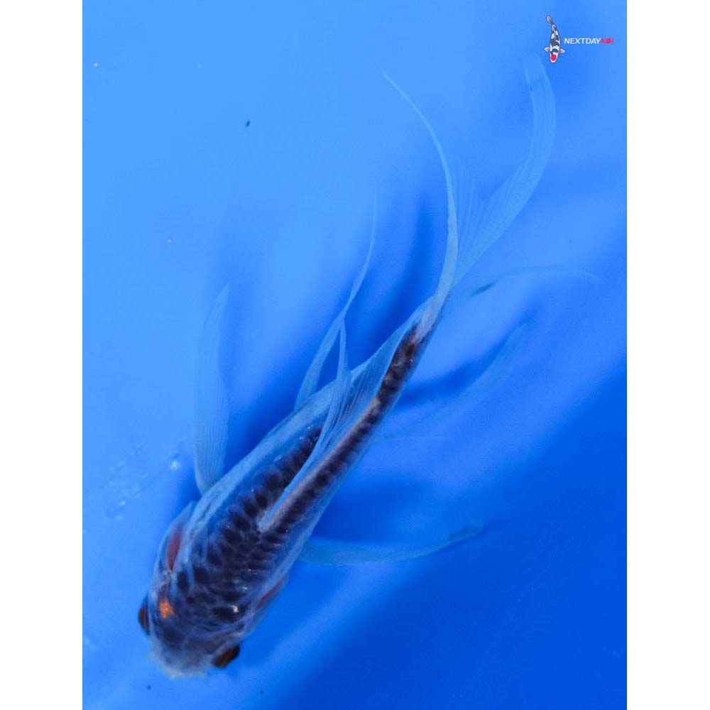 3.5” Imported Shusui Butterfly Koi