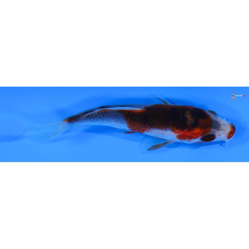 3” Imported Goromo