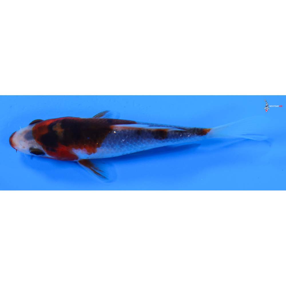 3” Imported Goromo