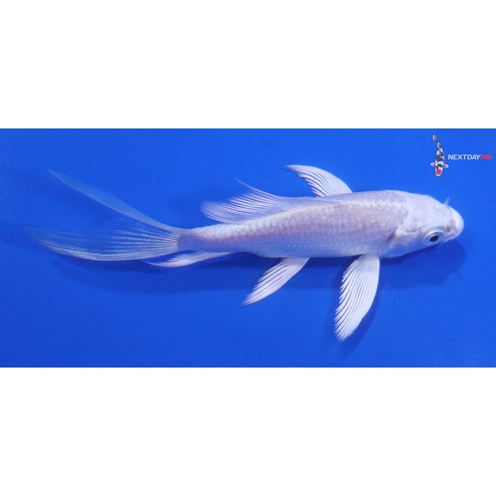 3.5” Imported Platinum Ogon Butterfly Koi