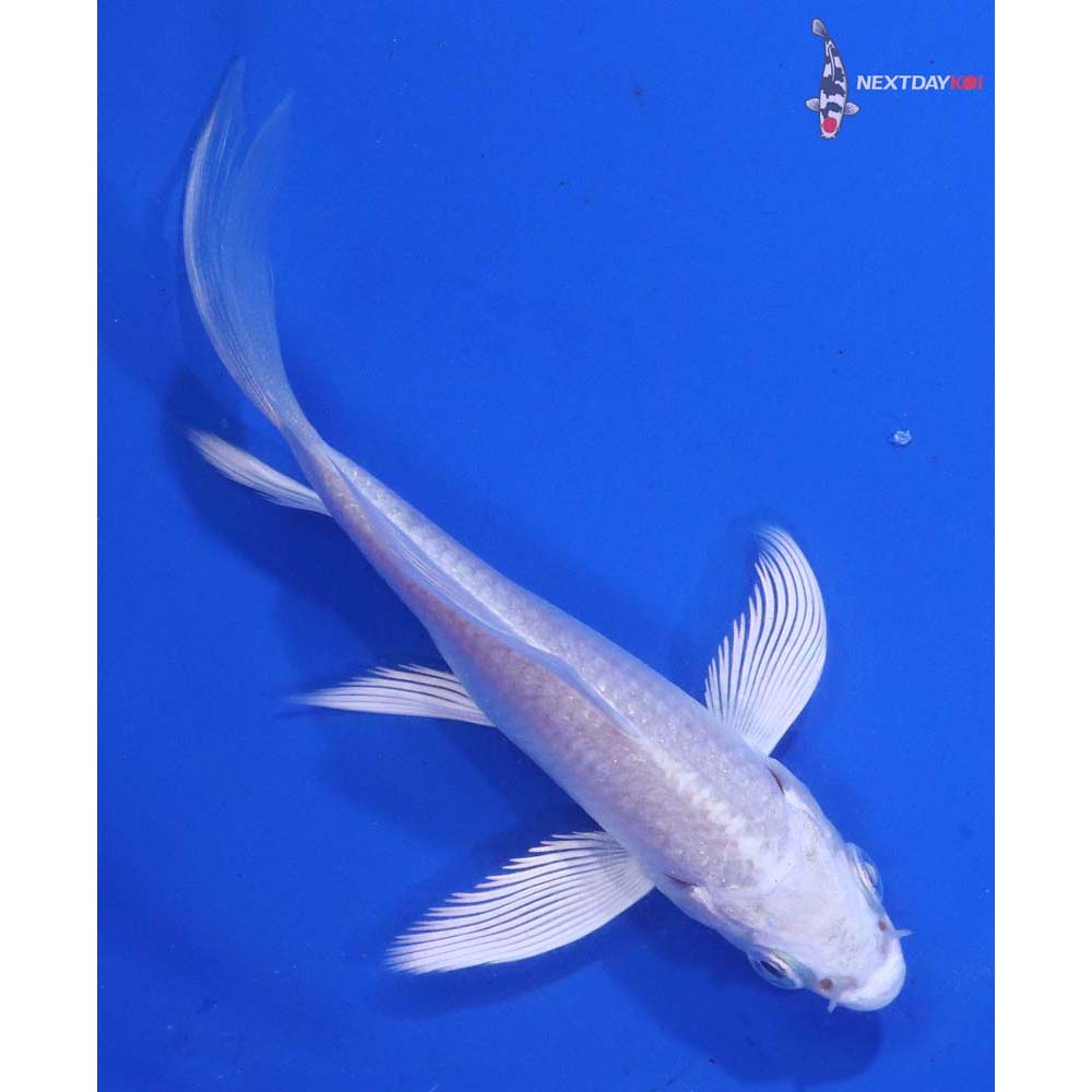 3.5” Imported Platinum Ogon Butterfly Koi