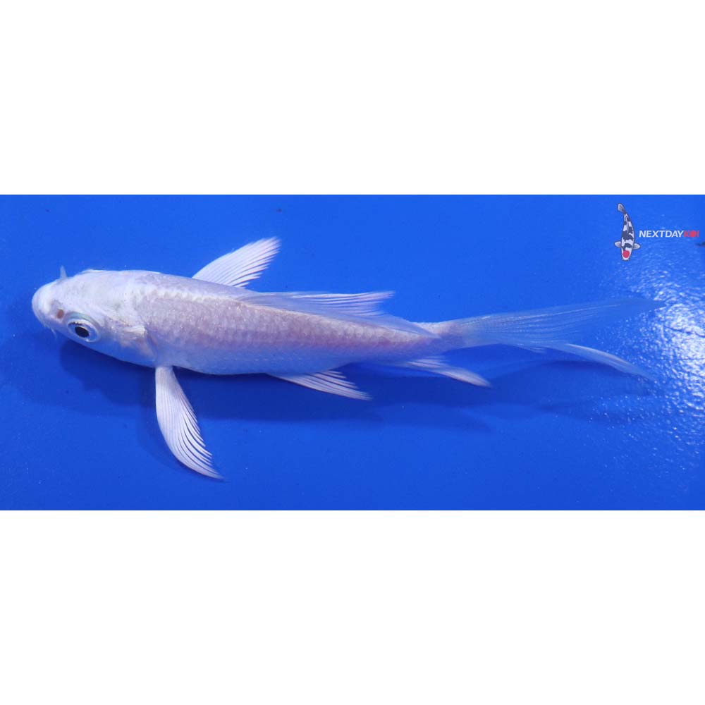 3.5” Imported Platinum Ogon Butterfly Koi