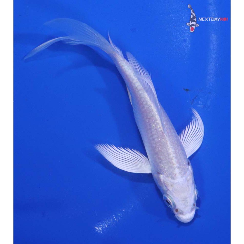 3.5” Imported Platinum Ogon Butterfly Koi