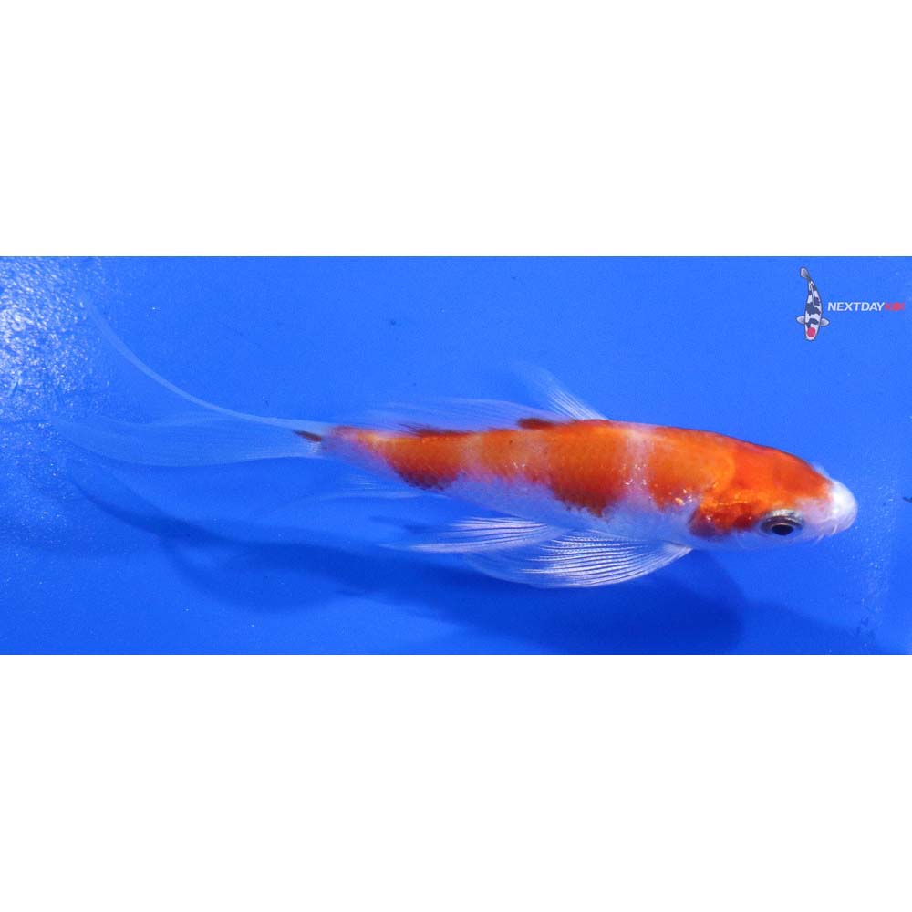 3.5” Imported Hariwake Butterfly Koi
