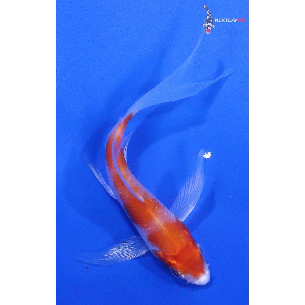 3.5” Imported Hariwake Butterfly Koi