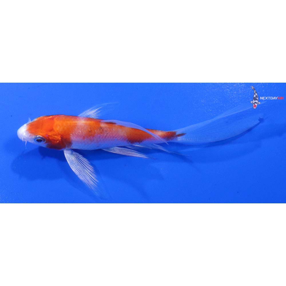 3.5” Imported Hariwake Butterfly Koi